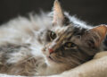 5 Types Of Leaders (As Explained By Cats)