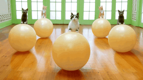 giphy (15)